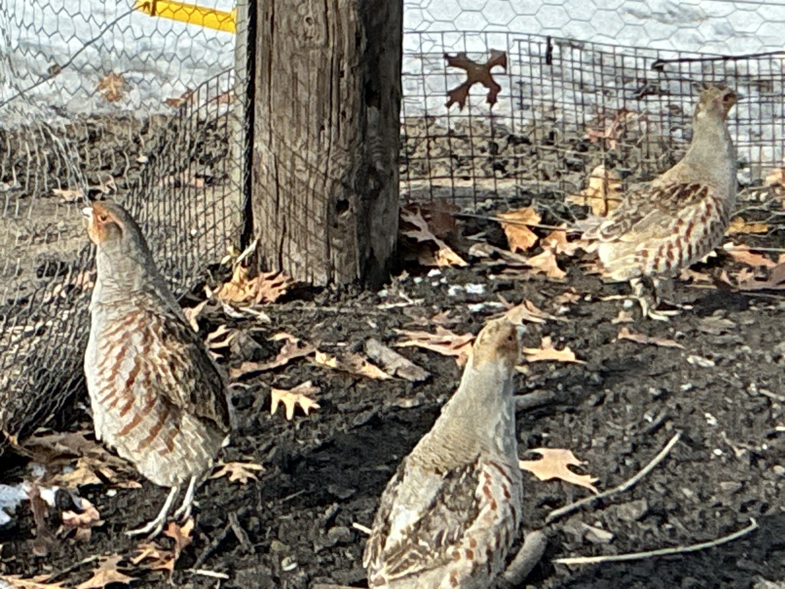 PRESALE Hungarian Partridge Hatching Eggs Qty 16+2 Shipping Late April /May
