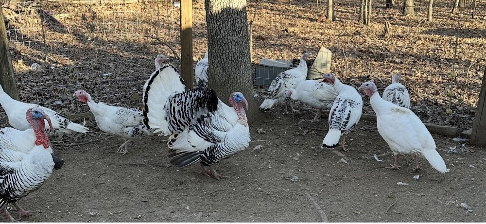 6 Royal Palm Turkey Hatching Eggs