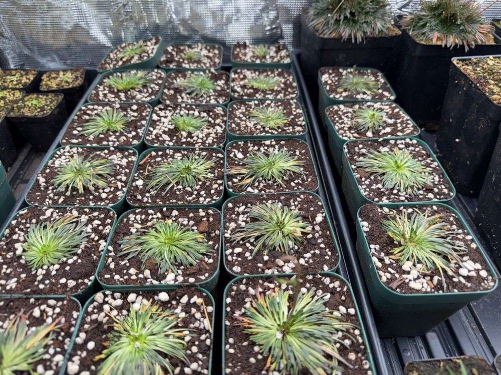 Stylidium caespitosum Live Triggerplant for Gardens