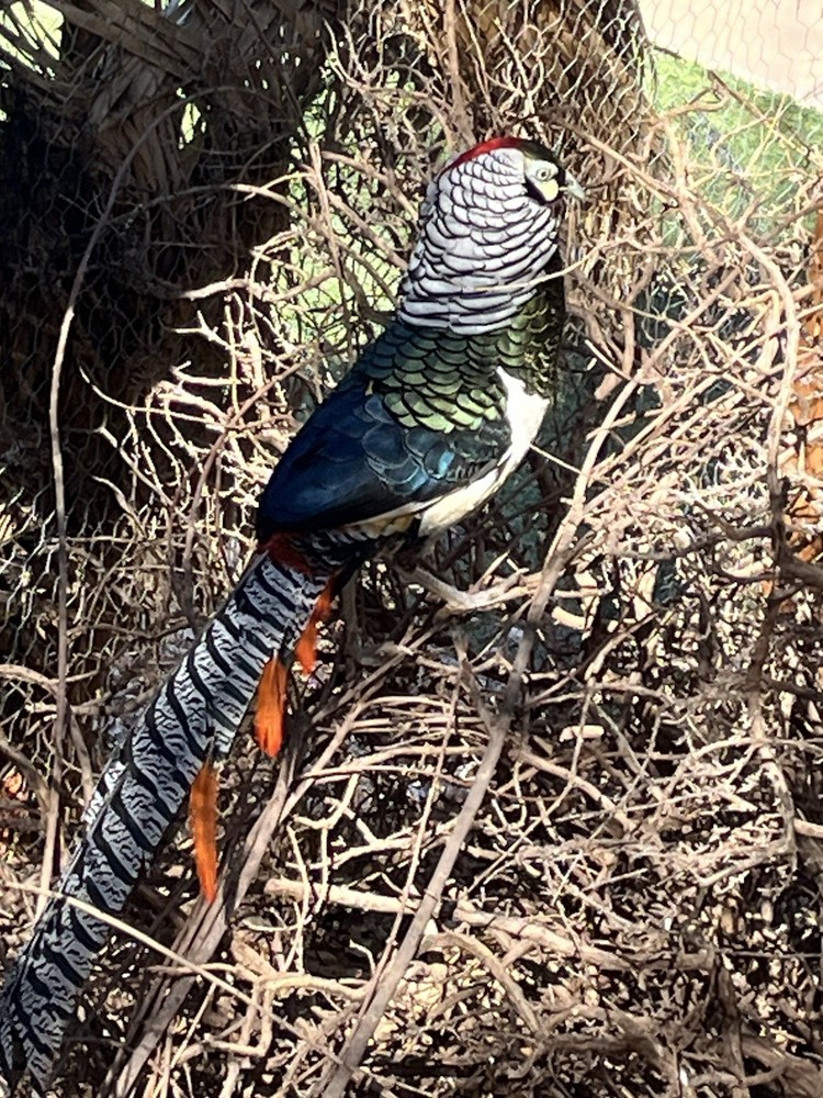 6 Lady Amherst Hatching Eggs Laying Now—Best Shipping Method, Read Description