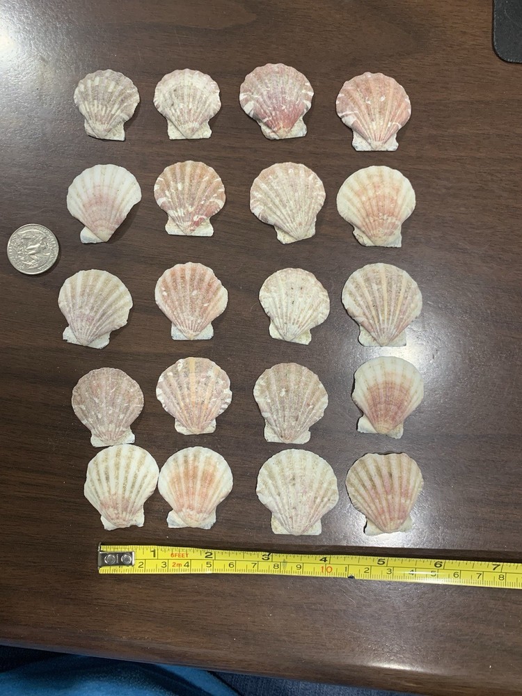 20 Small Various colored Scallop Sea Shells most 1.5”