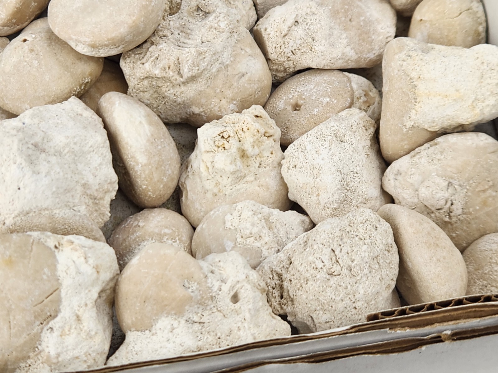 Fossil Sea Urchin (Echinoid) - Florida - 1 Per Purchase - Matrix/Free Standing