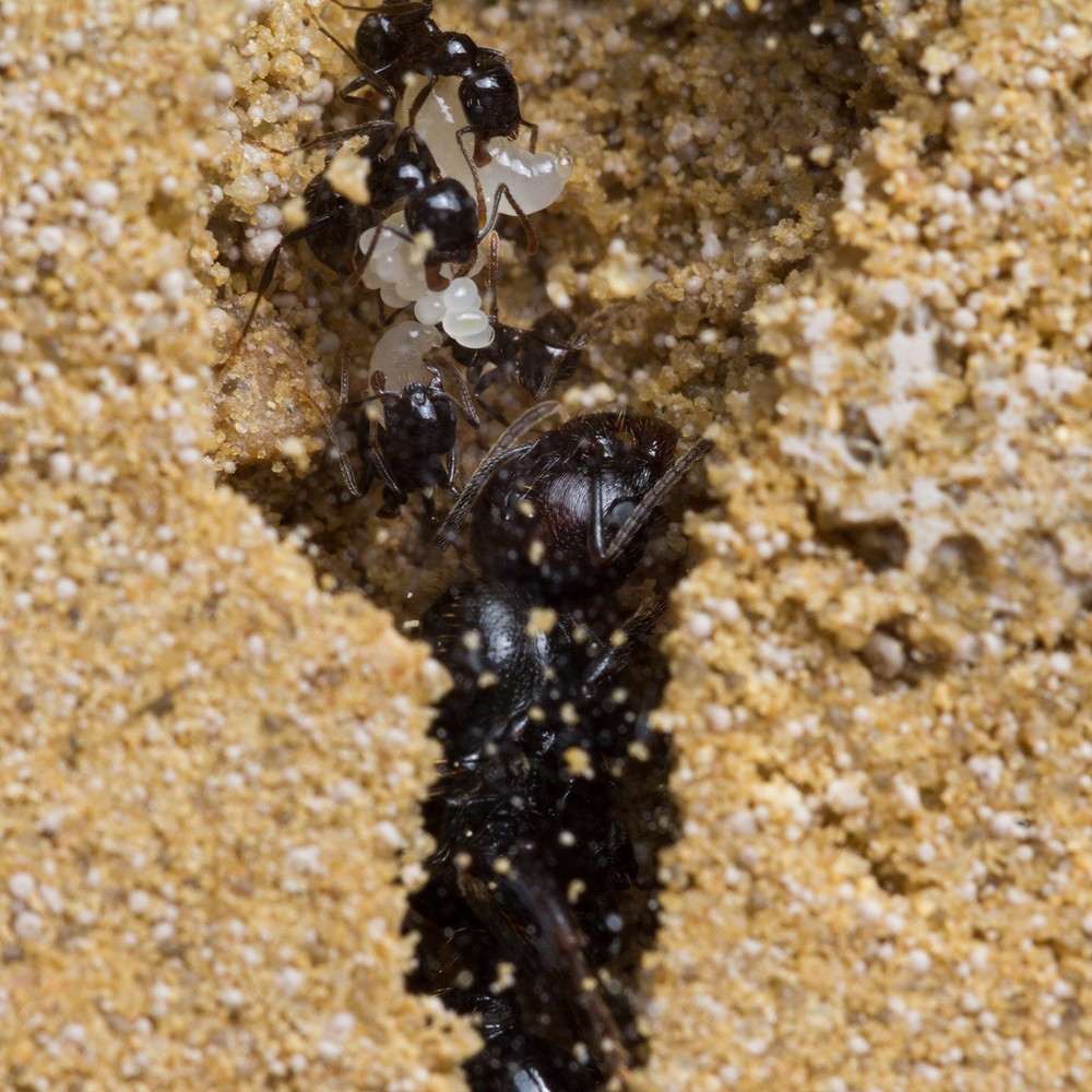 Sand Ant Farm Medium (Anthill, Formicarium, Educational, Ants)