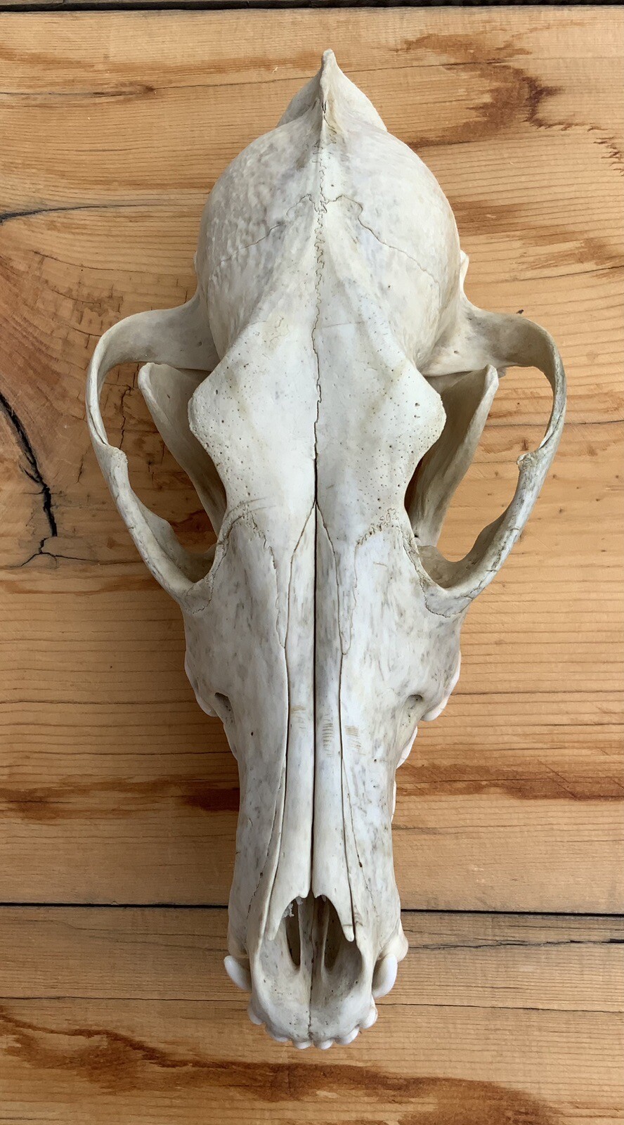 Coyote Skull Nature Cleaned Real Authentic Montana Coyote Skull