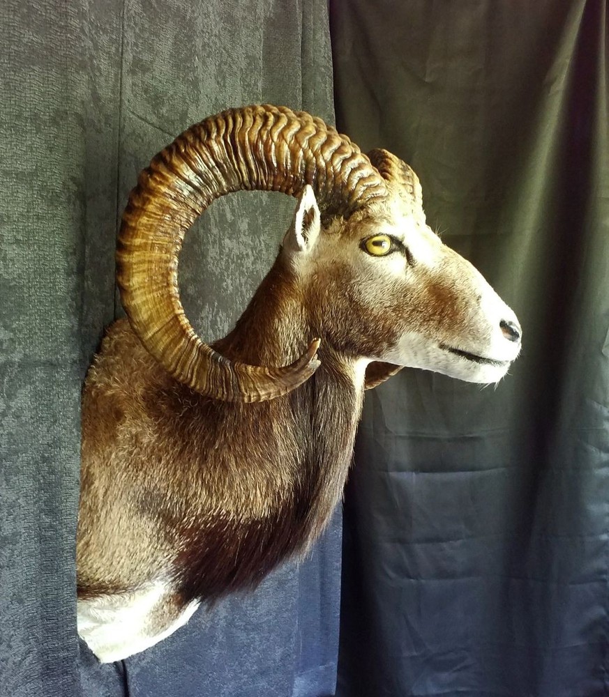 Mouflon Ram mount - 27 inch horns