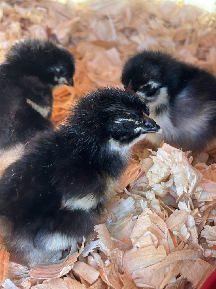 10 +Black Copper Maran Fertile Hatching Eggs!!