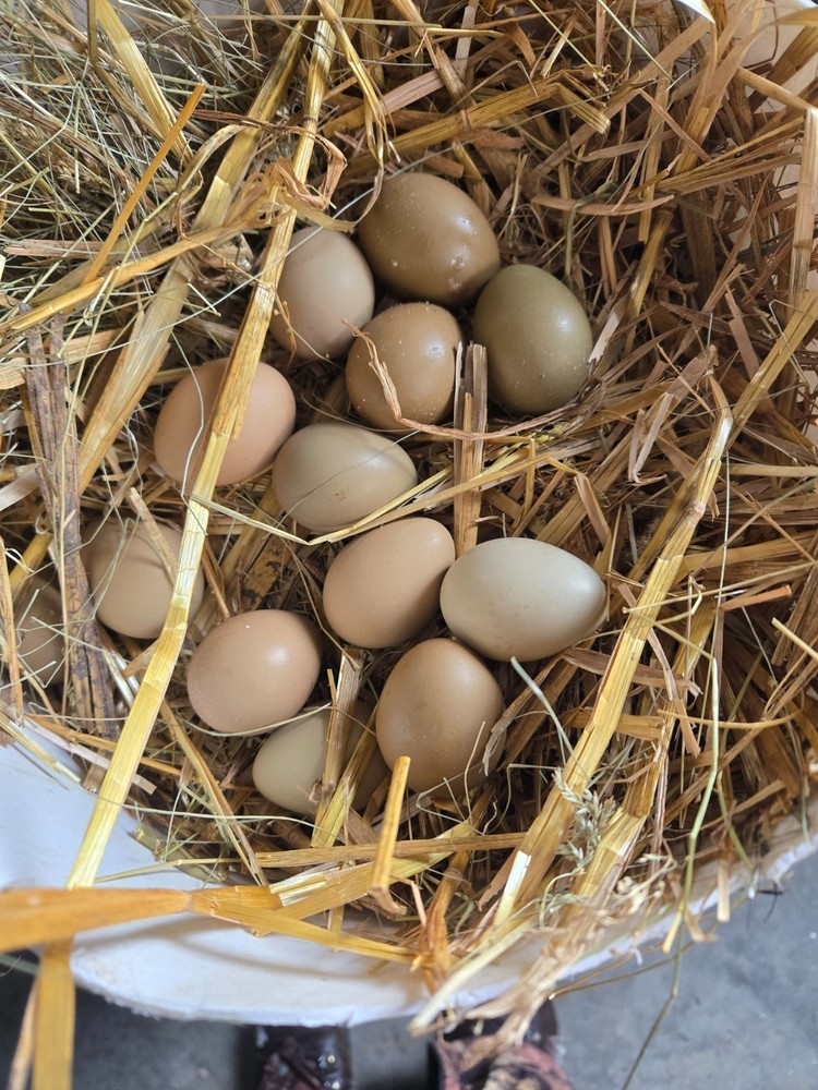 fertile pheasant eggs 36 plus 12