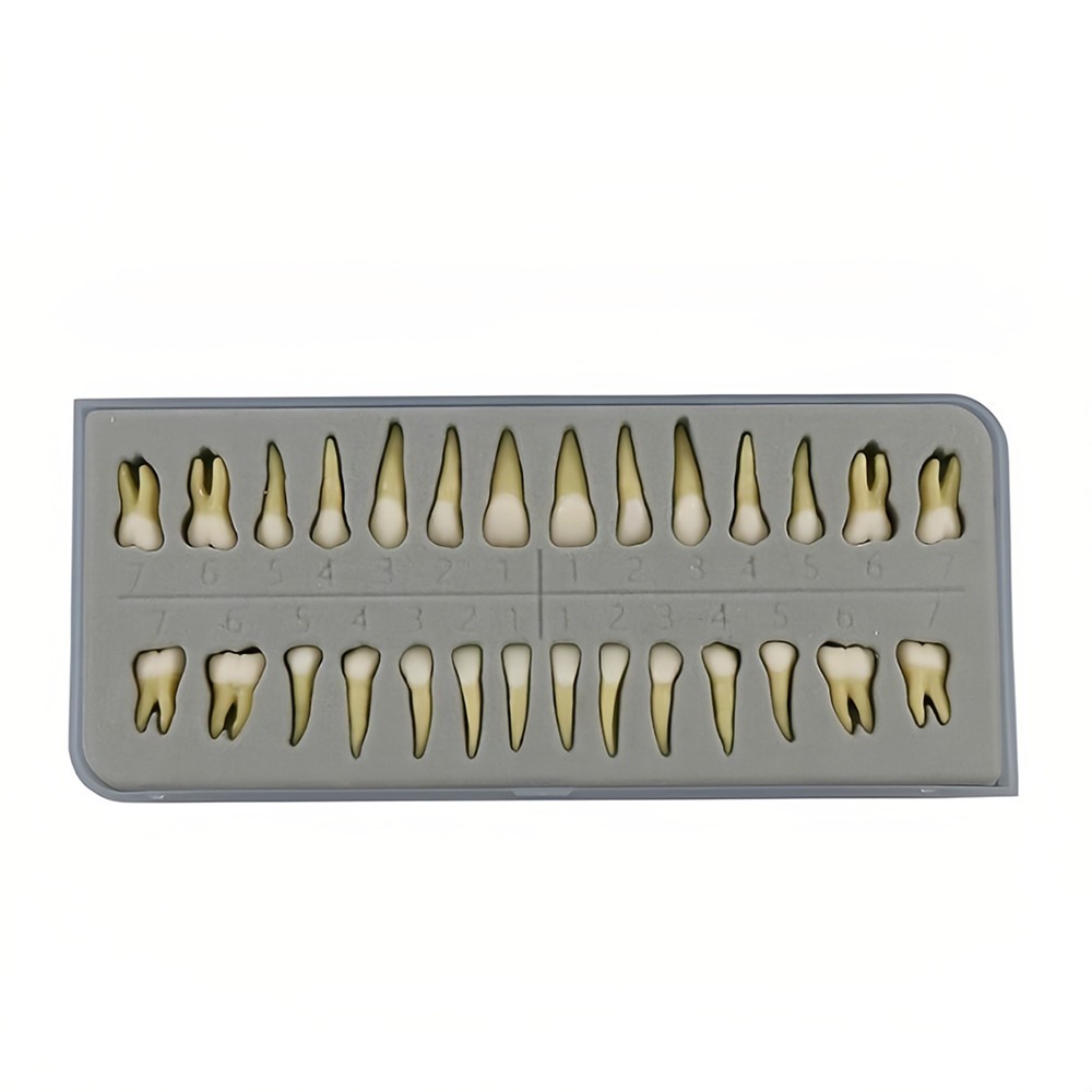 28 Resin Dental Permanent Teeth Study Tooth Model Discrete With Root Simulation