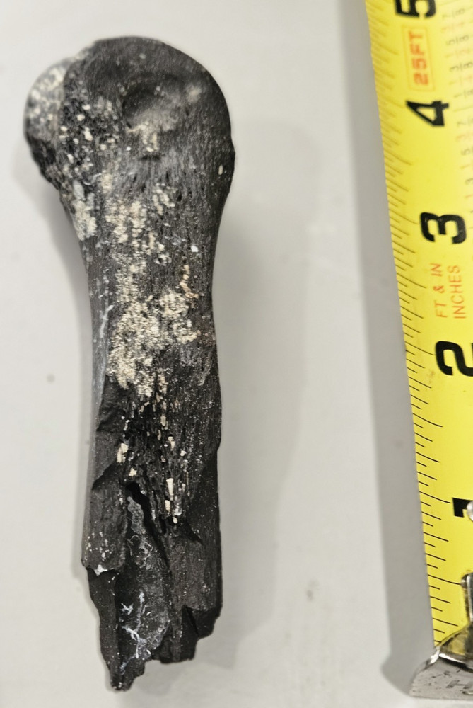 FLORIDA ICE AGED FOSSILIZED BONE FRAGMENTS