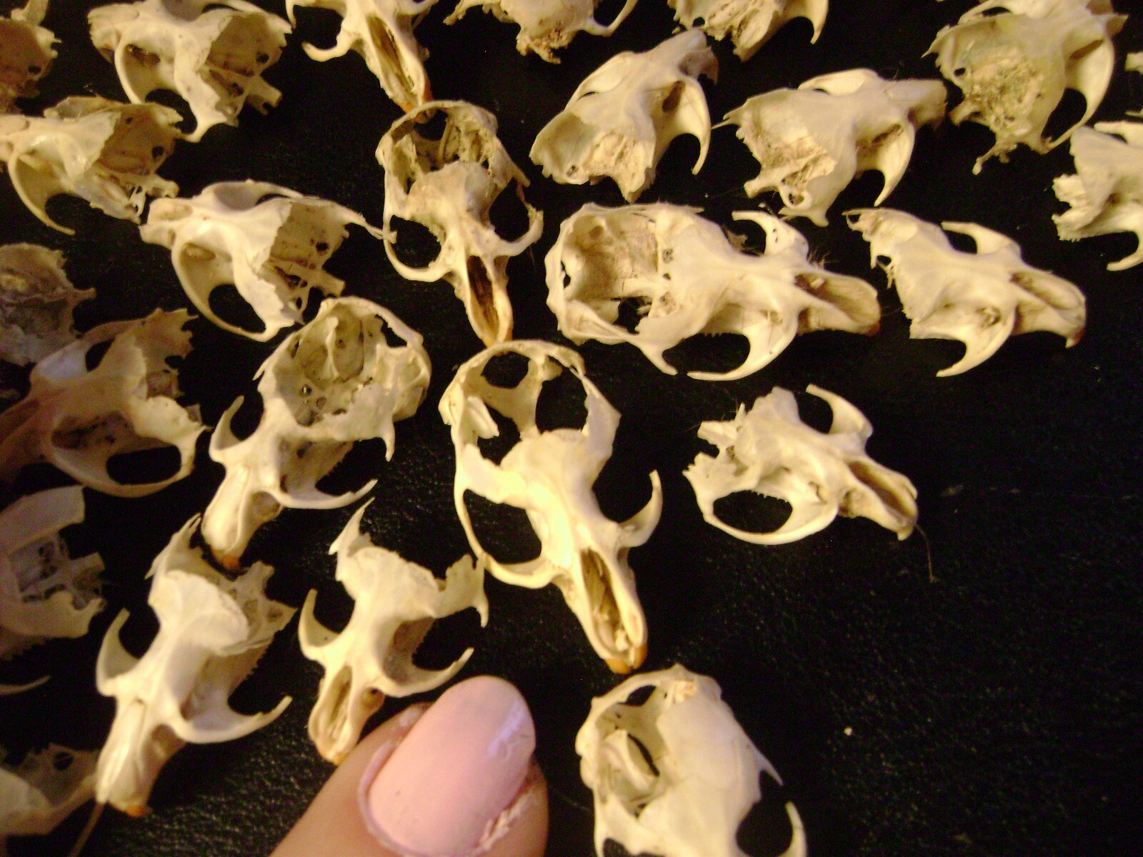 50 BROKEN RAT SKULLS real animal bones head skeleton taxidermy art crafts lot