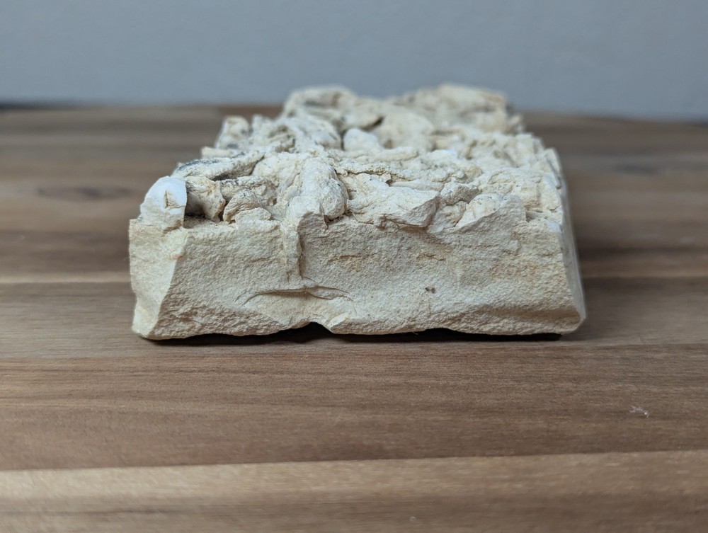 Colony Trace Fossil
