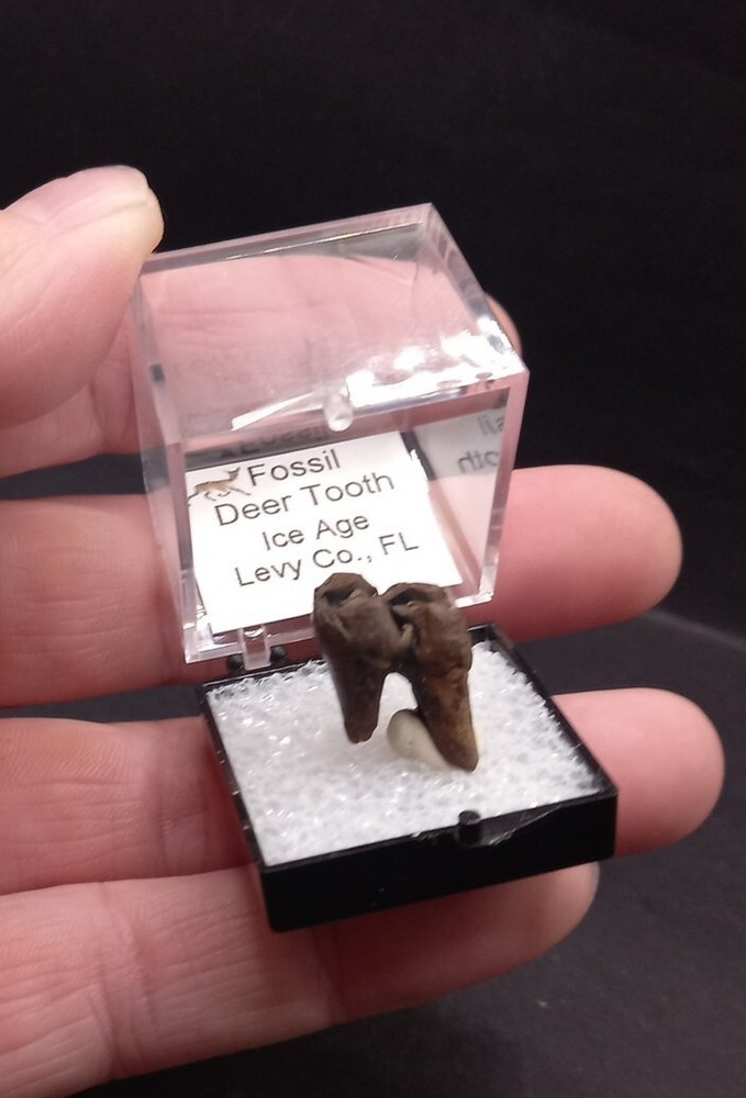 Deer Tooth Ice Age Fossil Florida