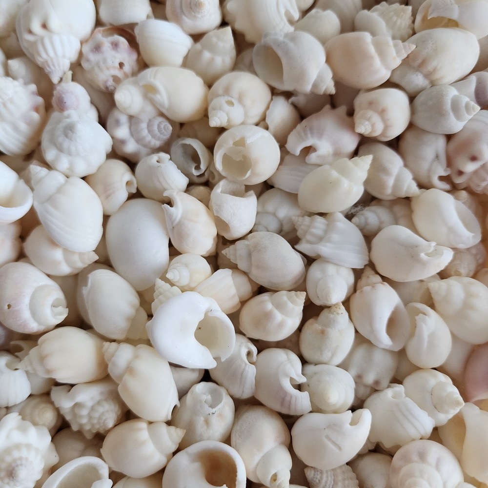 25pc Nassa Arcularis Shells - Wholesale Shells - Bulk Shells - Craft Shells