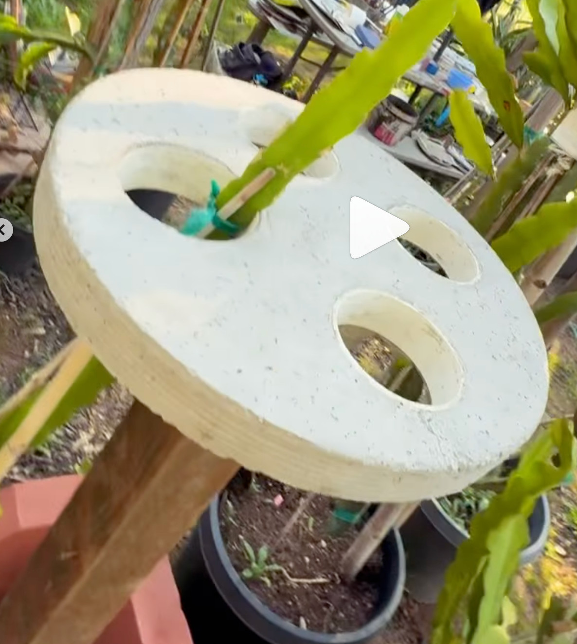 Dragon Fruit Trellis Topper with FREE LED SOLAR LIGHT Screw Direct to 4x4 Post