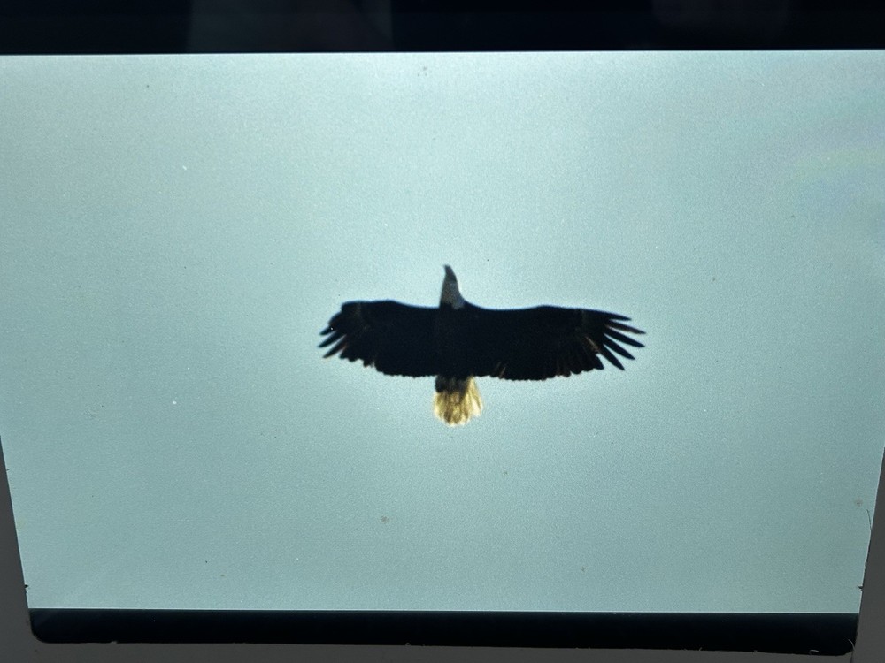 1982 NASA KSC Nature Bald Eagle in Flight Presentation Transparency-577