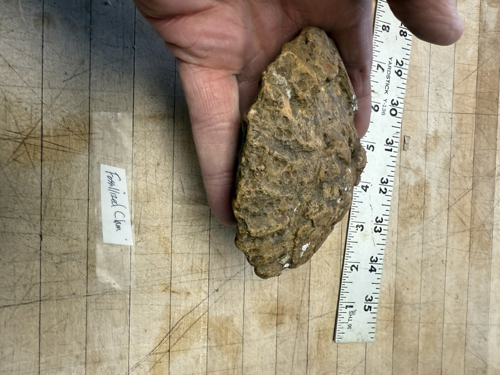 Clam/ Fossil