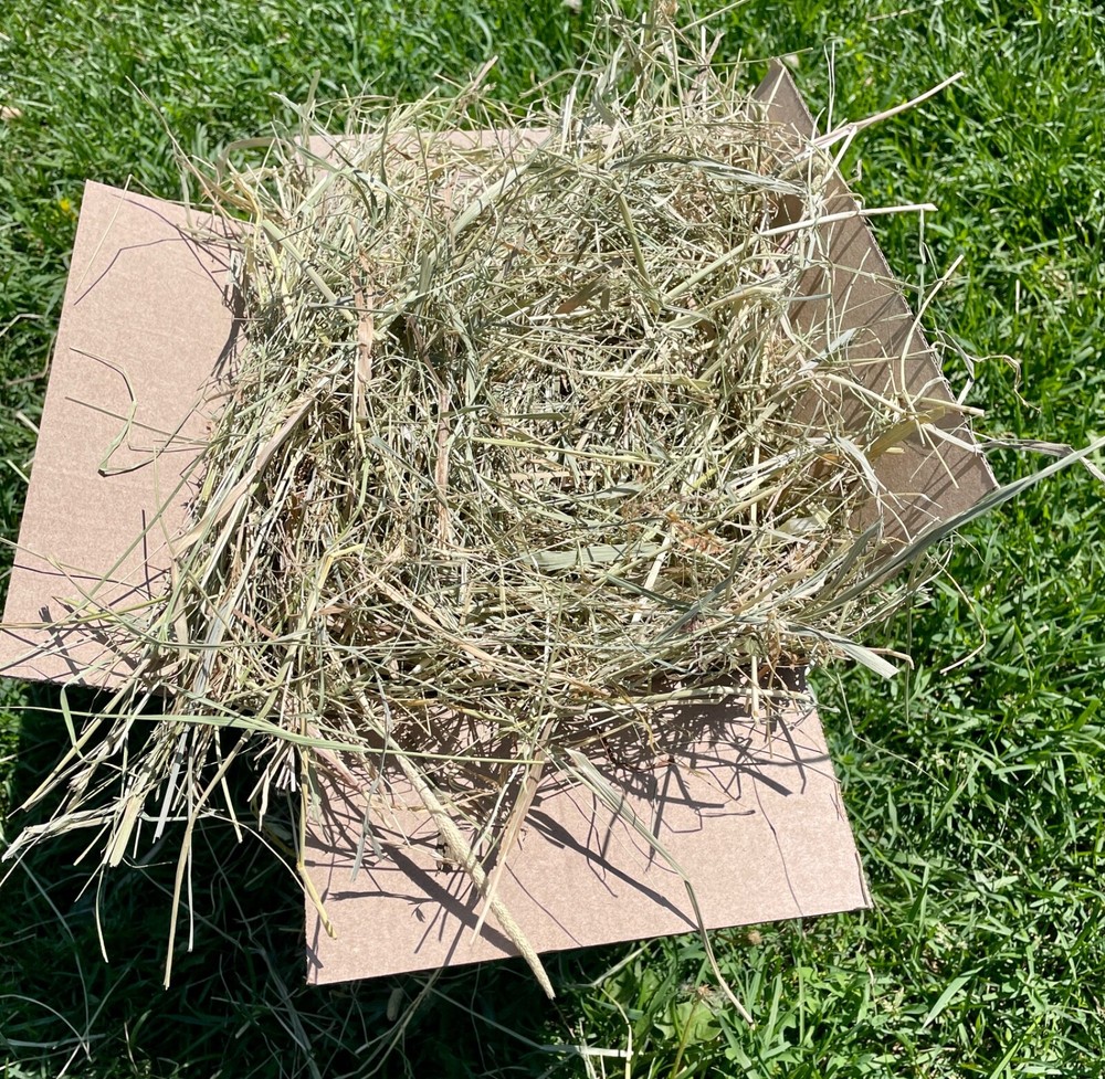 Grass hay 