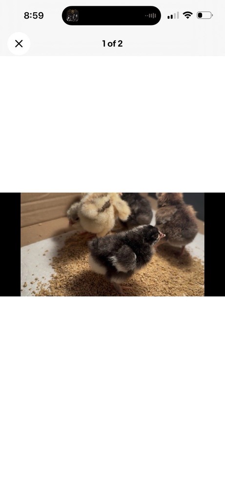 12+ FERTILIZED BARNYARD MIX. Hens Choice Rainbow Hatching Eggs
