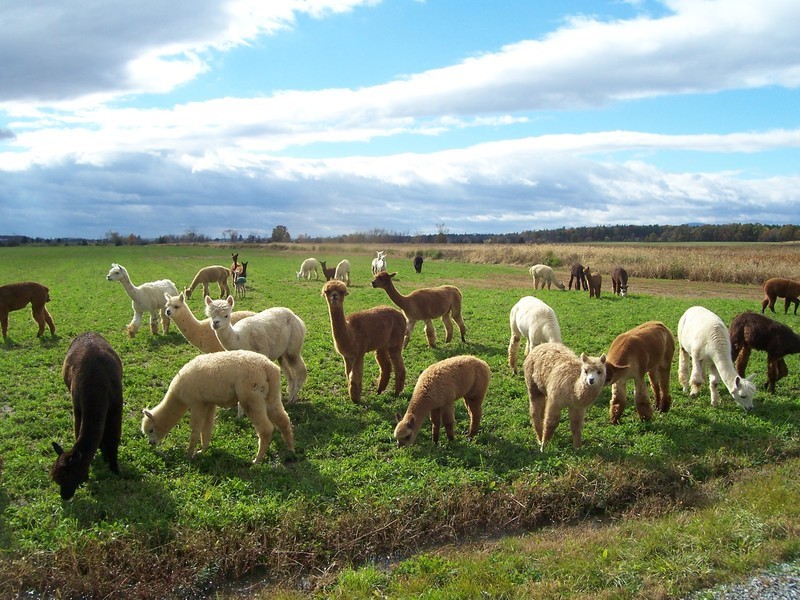 Bird Nesting Alpaca Fiber, BROWN (Stuffed 1 Gallon Bag) Ready To Use Raw Organic