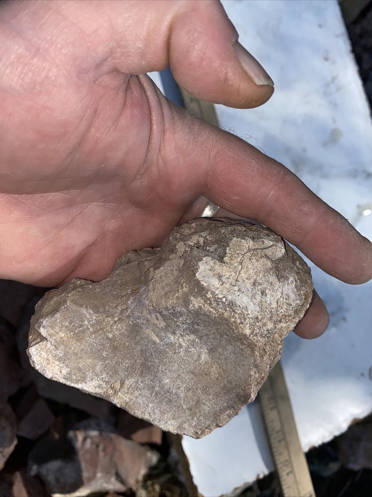 Structural dinosaur bone