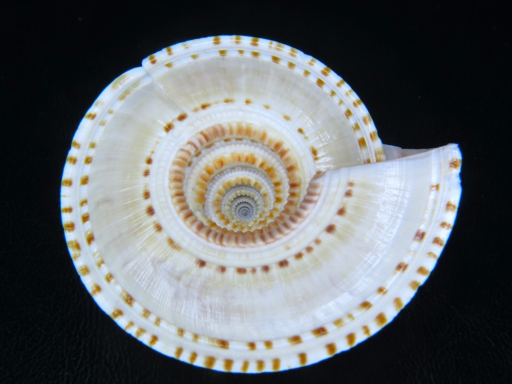 ARCHITECTONICA MAXIMA: FROM SHOWCASE SHELLS (AL DEYNZER) @ 56.55MM!