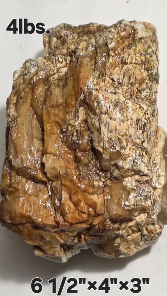 Petrified Wood Agatized