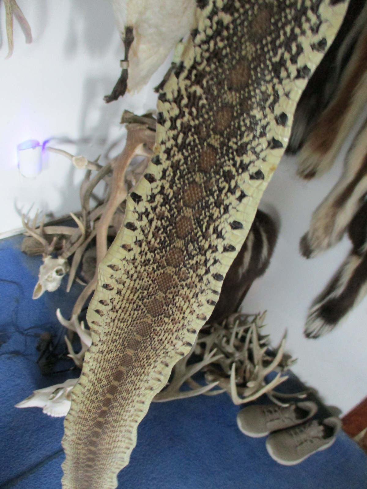 BULL snake skin snake hide DRY tanned bow wrap blanks snake art NICE 52 IN. Z2