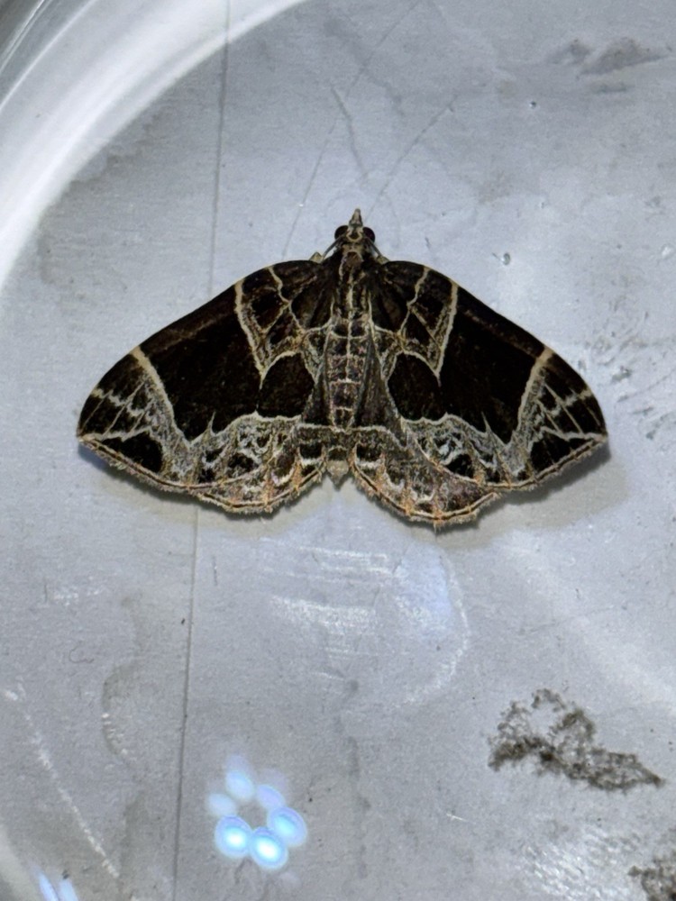 👒 Small Phoenix Moth Specimen~ Entomology