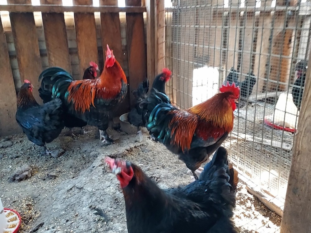 6 Assorted Purebred Chicken Fertile Hatching Eggs (Read Description)