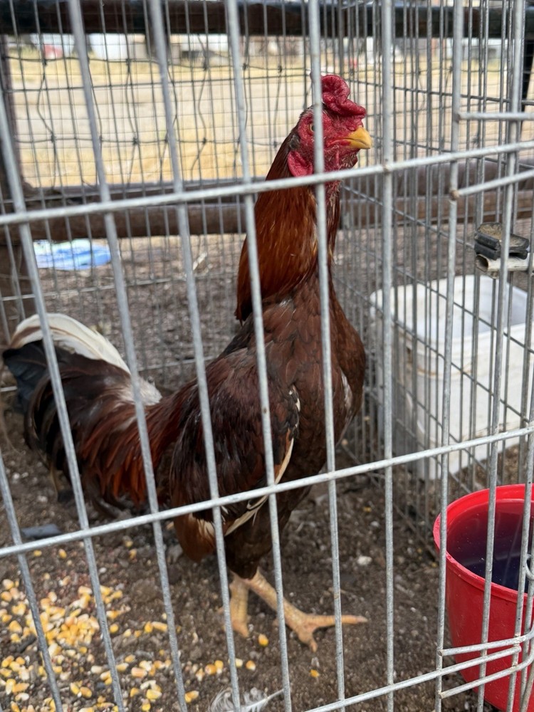 6 Hatching Eggs Show