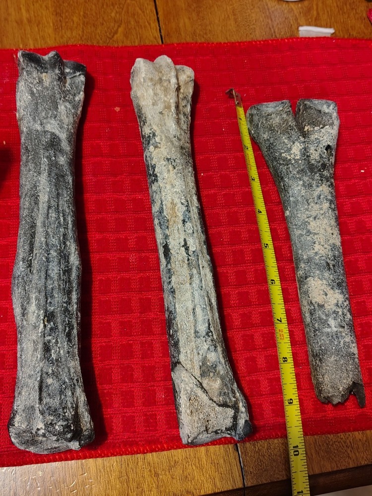 Deer Bone Fossils