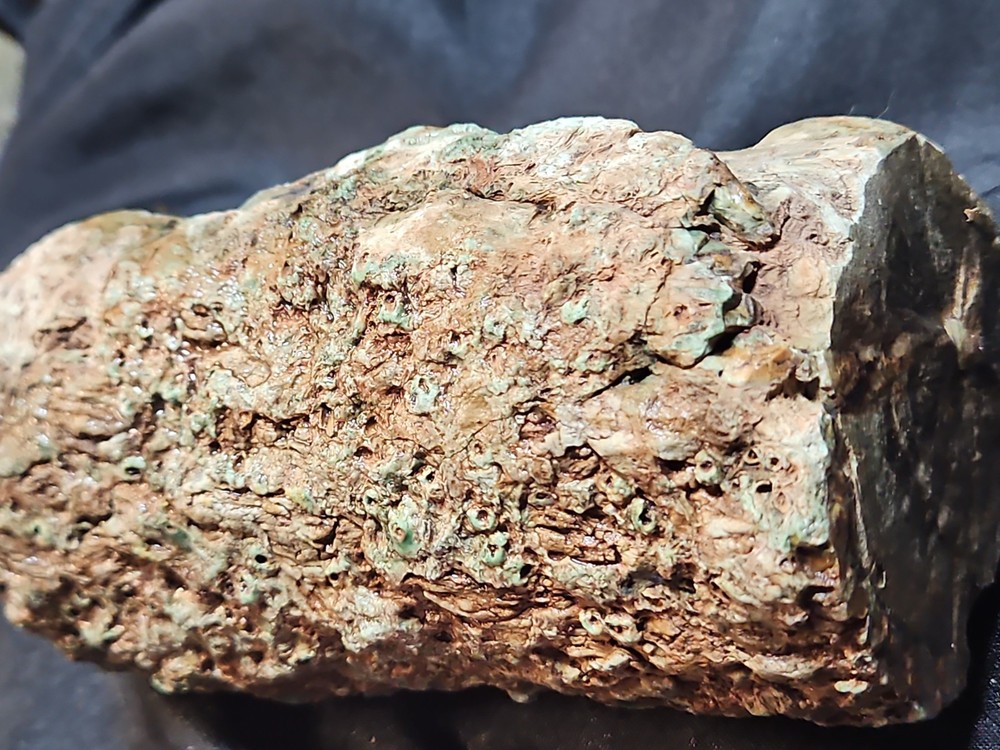 Zimbabwe Petrified Log Specimen (3 Lbs 4 Oz )