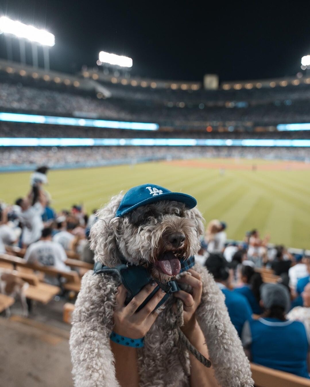 Genuine MLB Los Angeles Dodgers LA Logo Pet Dog Comfortable Cap Navy Blue