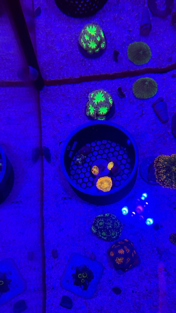 Acrylic lid Shroom Cage