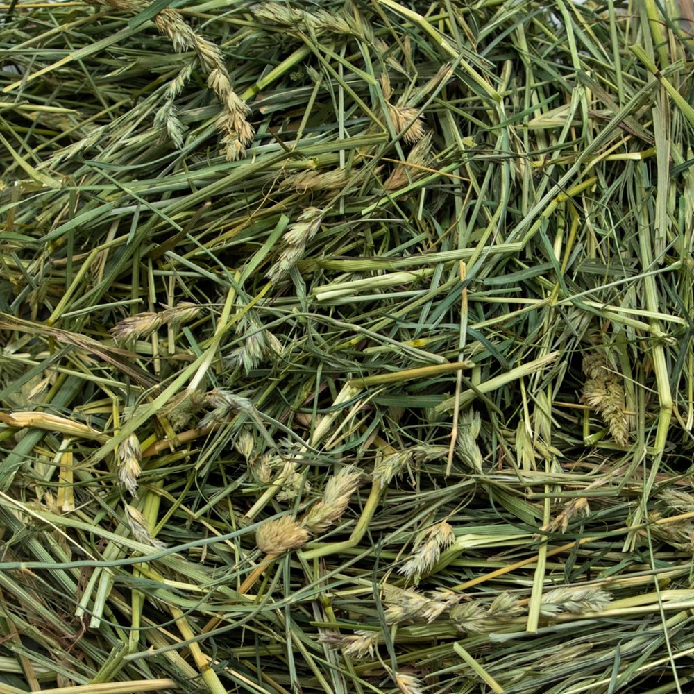 Ultra Premium Coarse Orchard Grass
