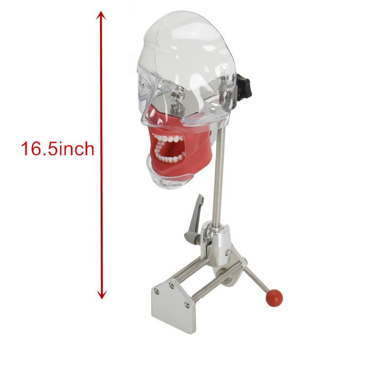 Dental Simulator Mannequin Head Typodont Teeth Model Phantom Dexter Head Teeth