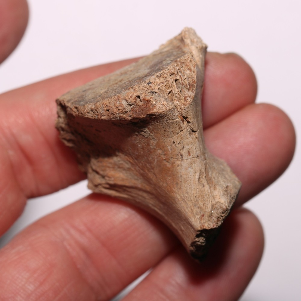 Vertebra Process - Dinosaur Fossil Authentic Cretaceous Hell Creek Formation