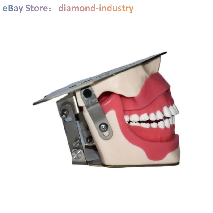 Dental anesthesia, tooth extraction practice dental model tooth simulation model