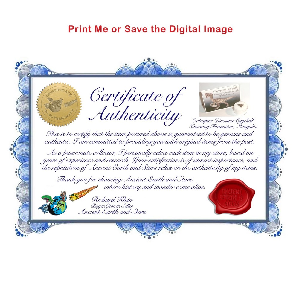 Authentic Raptor Dinosaur Eggshell with Acrylic Display Case, Info Card and COA