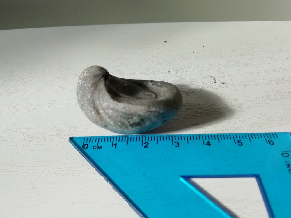 Devil's Toenail Fossils
