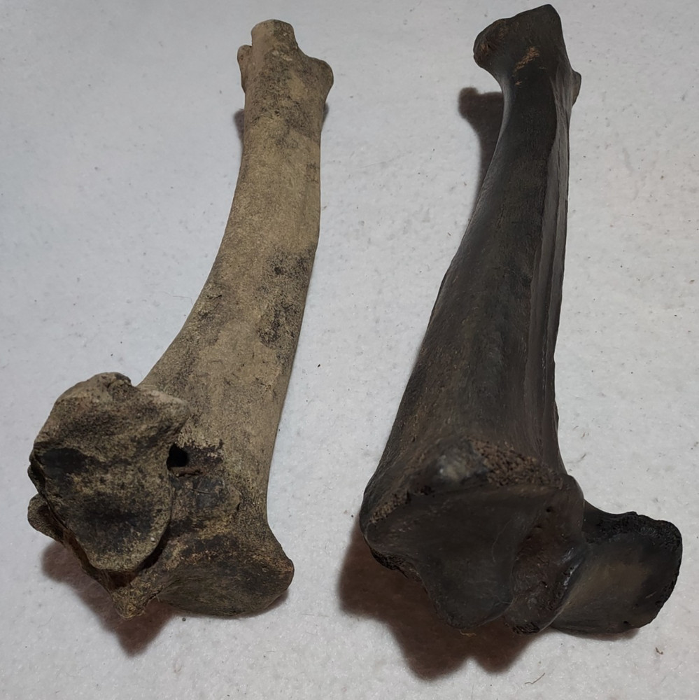Bison Left & Right Tibia Bone Fossil from Ice Age
