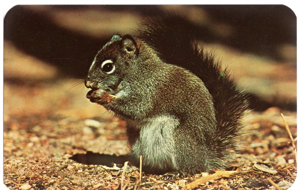 GRAY SQUIRREL - PC2774
