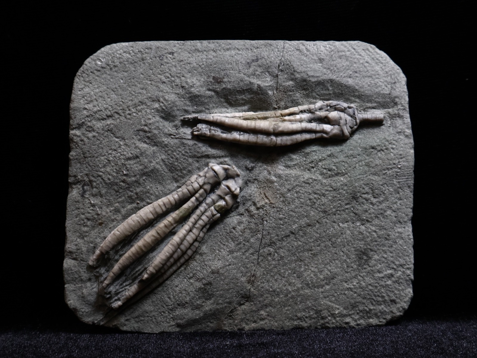 Two Scytalocrinus decadactylus Fossil Crinoids, Crawfordsville, Indiana