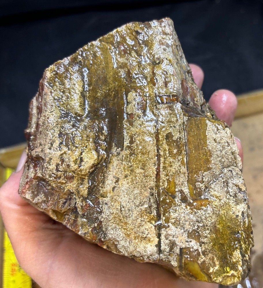 petrified wood Full Round