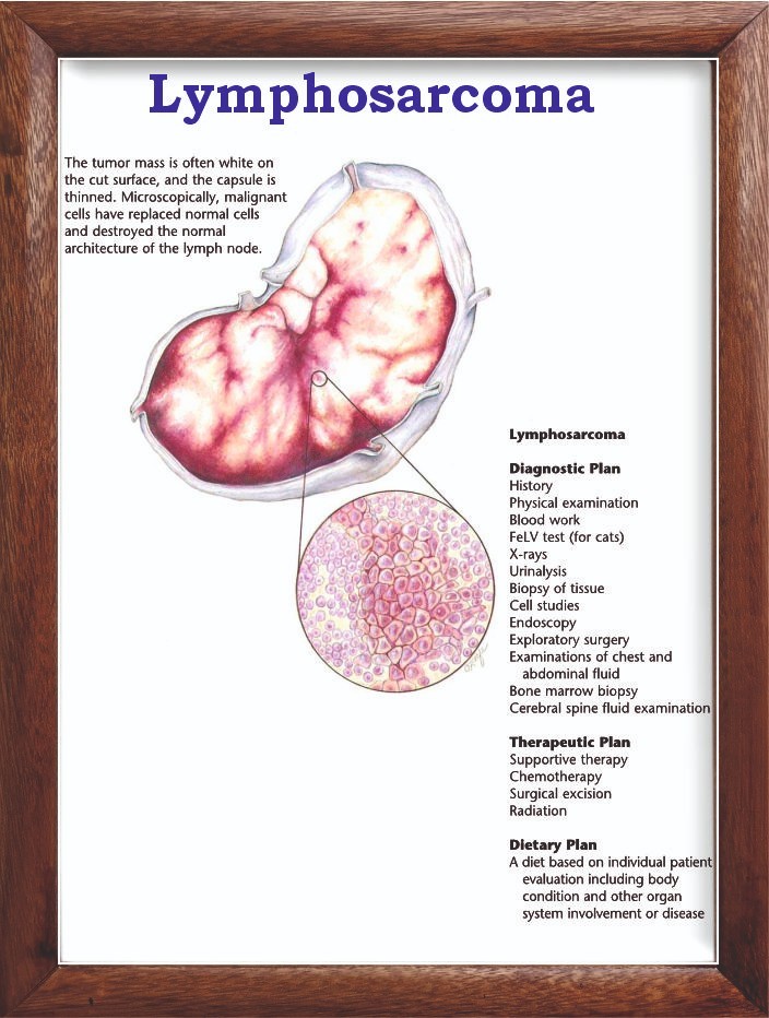 Lymphosarcoma Chart 12x18 inches