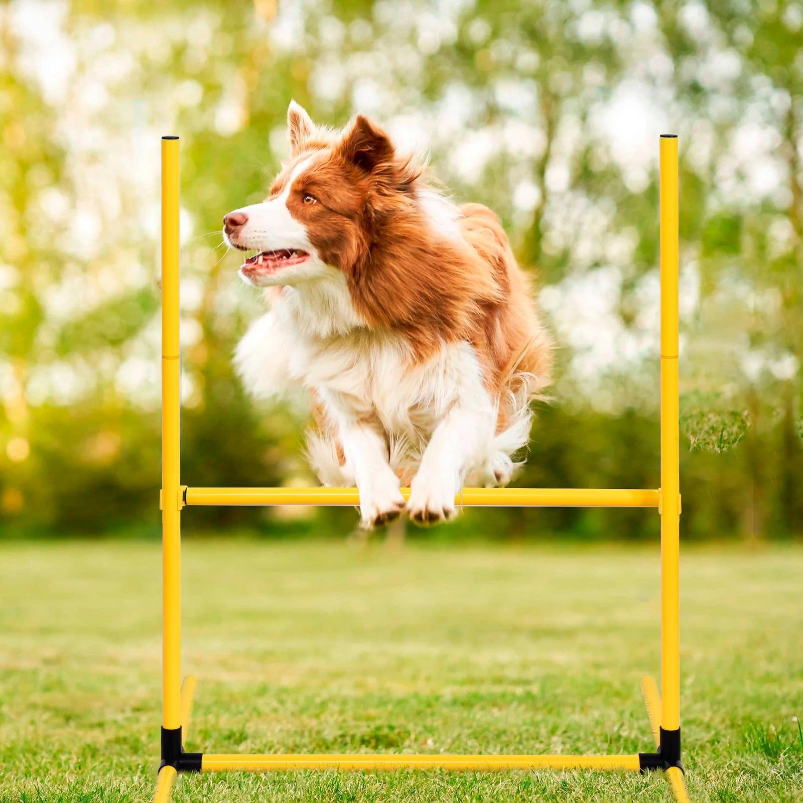 Outdoor 5 PCs Dog Pet Agility Training Equipment Backyard Starter Course Set