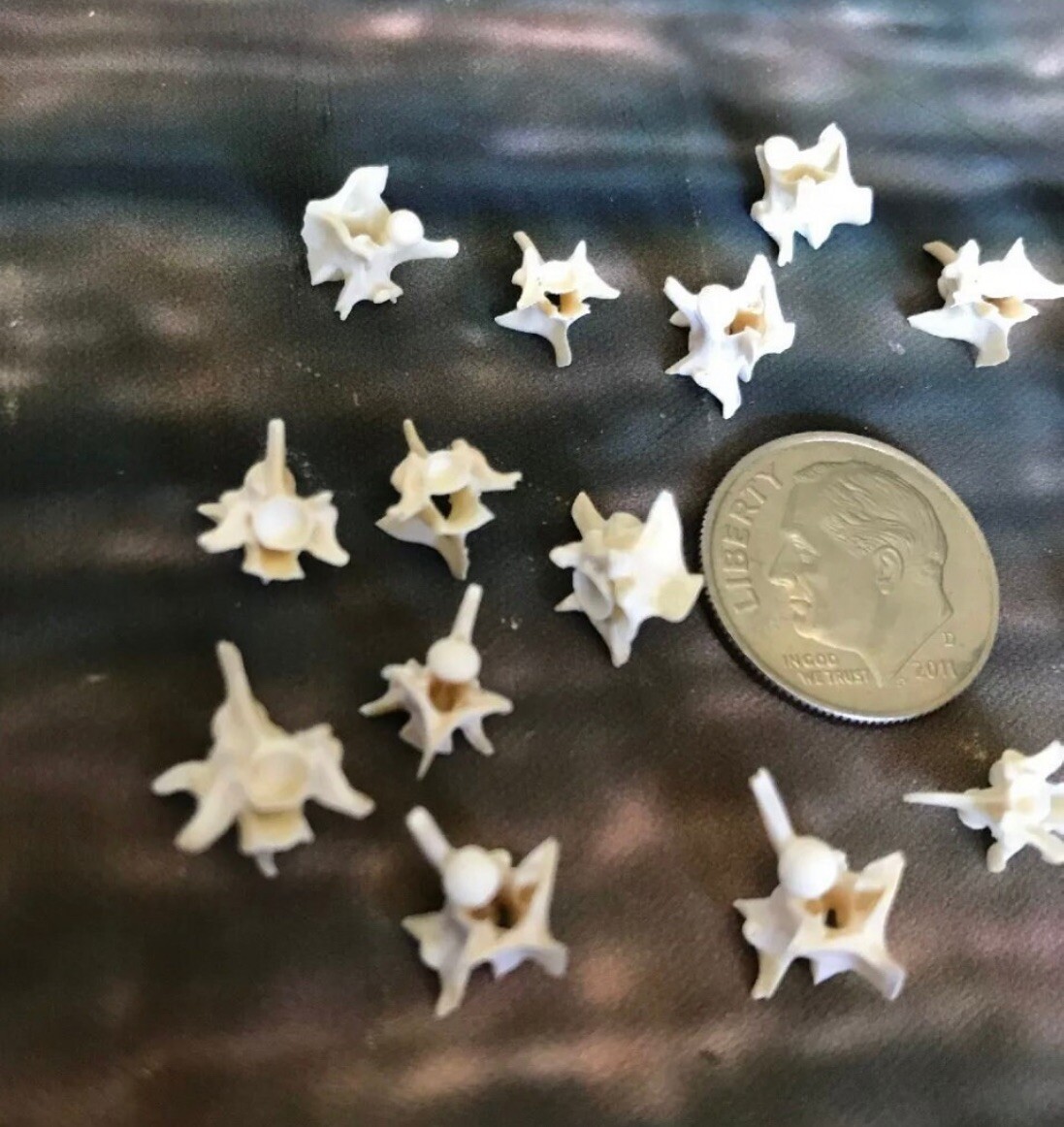 20 Real Rattlesnake Vertebrae Vertebrea Bone Gothic Art Craft Supply Jewelry Odd