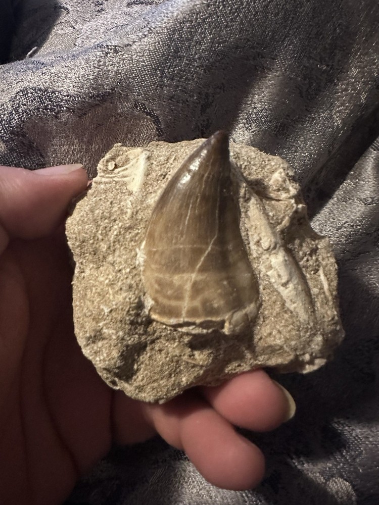 Mosasaur Tooth In Matrix