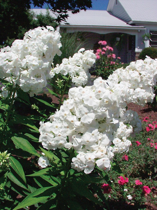 Garden Phlox David 1 Root