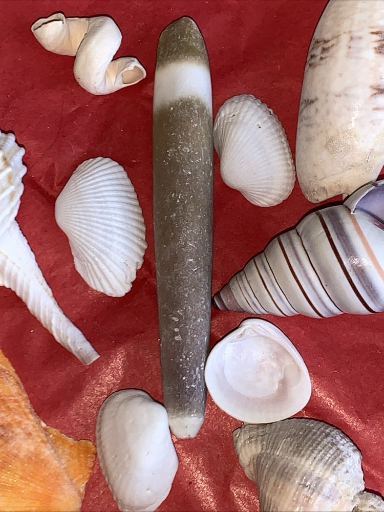 Seashell Lot Various Sizes and Shells Beautiful Selection Craft Beach 50+ Shells